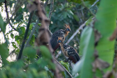 Opisthocomus hoazin