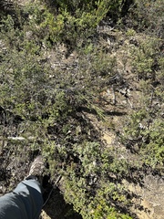 Daviesia brevifolia
