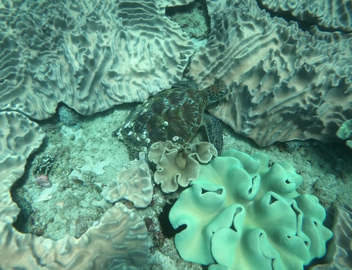 Green Sea Turtle (Chelonia mydas)
