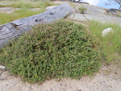 Darwinia citriodora
