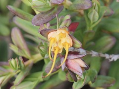 Darwinia citriodora