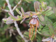 Darwinia citriodora