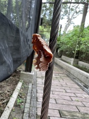 Byasa polyeuctes termessus