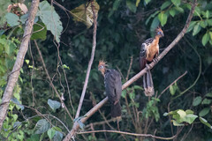 Opisthocomus hoazin