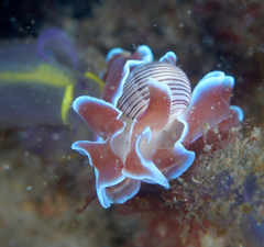 Hydatina physis