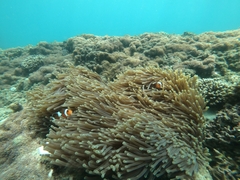 Amphiprion ocellaris