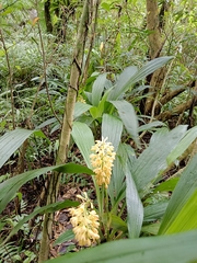 Calanthe speciosa