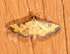 Ategumia ebulealis