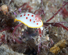 Goniobranchus splendidus