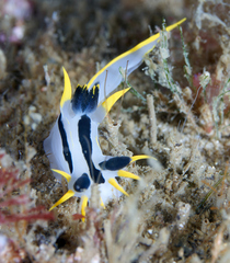 Polycera capensis