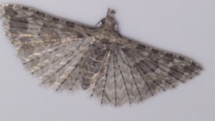 Alucita montana