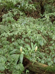 Calanthe speciosa