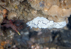 Doriprismatica atromarginata