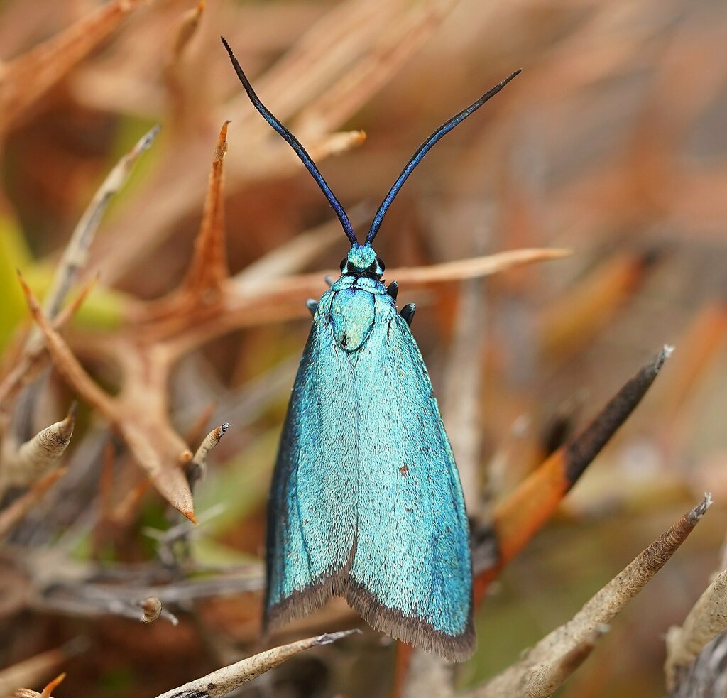 Forester Moths