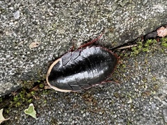 Opisthoplatia orientalis