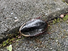 Opisthoplatia orientalis