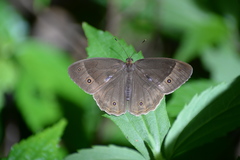 Mycalesis sudra