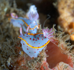 Hypselodoris bennetti