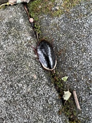 Opisthoplatia orientalis
