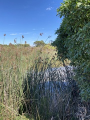 Schoenoplectus californicus
