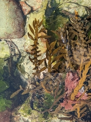 Carpophyllum maschalocarpum