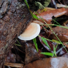 Truncospora ochroleuca