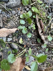 Hydrocotyle sibthorpioides