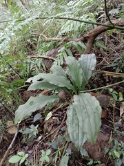 Calanthe triplicata