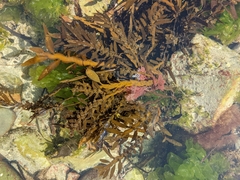 Carpophyllum maschalocarpum