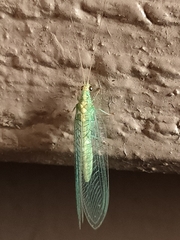 Apertochrysa edwardsi