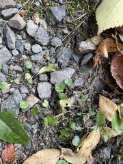 Hydrocotyle sibthorpioides