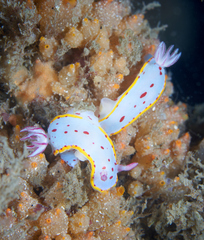 Hypselodoris bennetti