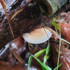 Truncospora ochroleuca