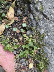 Hydrocotyle sibthorpioides