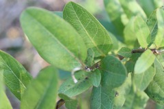 Asclepias viridis