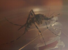 Aedes alternans