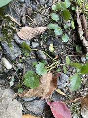Hydrocotyle sibthorpioides
