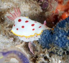 Goniobranchus splendidus