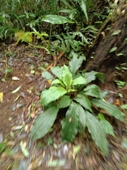 Calanthe triplicata