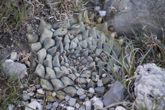 Ariocarpus retusus retusus