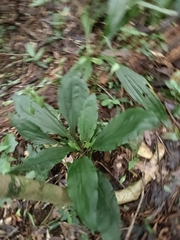 Calanthe triplicata