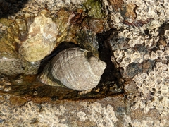 Haustrum haustorium