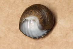 Monodonta