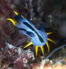 Polycera capensis