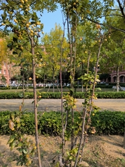 Malus micromalus