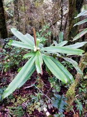 Myrsine salicina