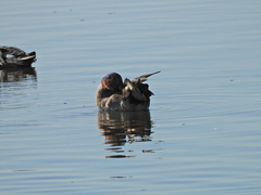 Anas crecca carolinensis