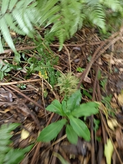 Habenaria pantlingiana