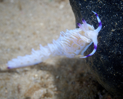 Pteraeolidia ianthina