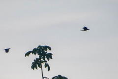 Psarocolius angustifrons